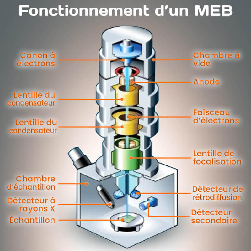 Fonctionnement-d'un-microscope-électronique-à-balayage.jpg